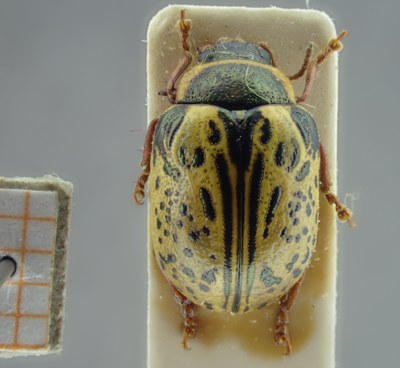 BE-RBINS-ENT Calligrapha_191 Calligrapha multipunctata Dorsal.jpg