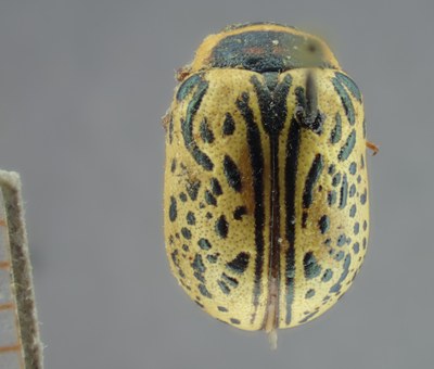 BE-RBINS-ENT Calligrapha_194 Calligrapha multipunctata Dorsal.jpg