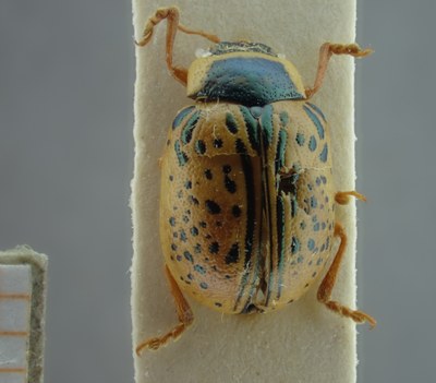 BE-RBINS-ENT Calligrapha_195 Calligrapha multipunctata Dorsal.jpg