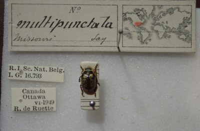 BE-RBINS-ENT Calligrapha_196 Calligrapha multipunctata Label.jpg