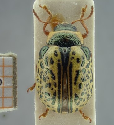 BE-RBINS-ENT Calligrapha_198 Calligrapha multipunctata Dorsal.jpg BE-RBINS-ENT Calligrapha_198 Calligrapha multipunctata Dorsal.jpg