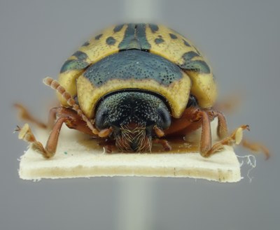 BE-RBINS-ENT Calligrapha_199 Calligrapha multipunctata Frontal.jpg