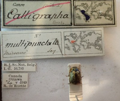 BE-RBINS-ENT Calligrapha_199 Calligrapha multipunctata Label.jpg