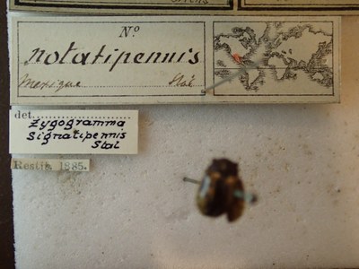 BE-RBINS-ENT Calligrapha_250 Calligrapha notatipennis Label.jpg