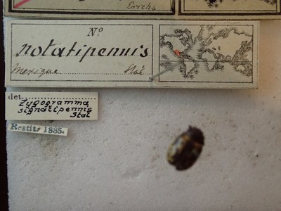 BE-RBINS-ENT Calligrapha_252 Calligrapha notatipennis Label.jpg