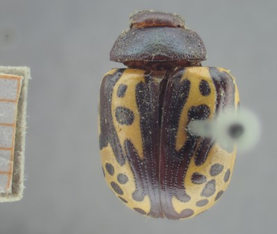 BE-RBINS-ENT Calligrapha_254 Calligrapha notatipennis Dorsal.jpg BE-RBINS-ENT Calligrapha_254 Calligrapha notatipennis Dorsal.jpg