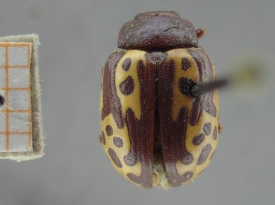BE-RBINS-ENT Calligrapha_256 Calligrapha notatipennis Dorsal.jpg BE-RBINS-ENT Calligrapha_256 Calligrapha notatipennis Dorsal.jpg