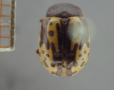 BE-RBINS-ENT Calligrapha_259 Calligrapha notatipennis Dorsal.jpg BE-RBINS-ENT Calligrapha_259 Calligrapha notatipennis Dorsal.jpg