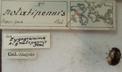 BE-RBINS-ENT Calligrapha_259 Calligrapha notatipennis Label.jpg BE-RBINS-ENT Calligrapha_259 Calligrapha notatipennis Label.jpg