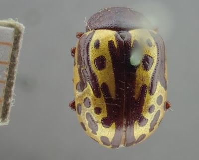 BE-RBINS-ENT Calligrapha_261 Calligrapha notatipennis Dorsal.jpg BE-RBINS-ENT Calligrapha_261 Calligrapha notatipennis Dorsal.jpg