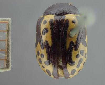 BE-RBINS-ENT Calligrapha_262 Calligrapha notatipennis Dorsal.jpg BE-RBINS-ENT Calligrapha_262 Calligrapha notatipennis Dorsal.jpg