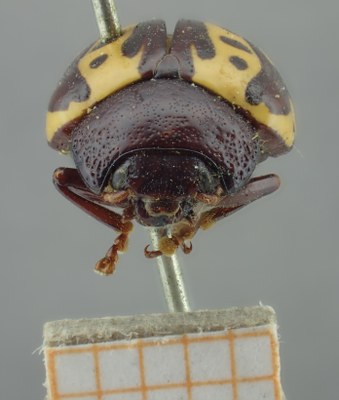 BE-RBINS-ENT Calligrapha_262 Calligrapha notatipennis Frontal.jpg