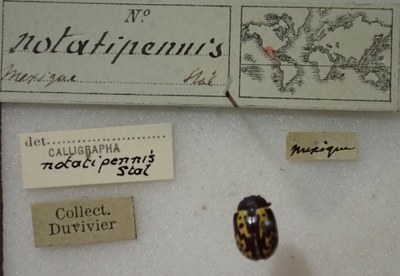 BE-RBINS-ENT Calligrapha_262 Calligrapha notatipennis Label.jpg