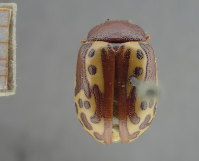 BE-RBINS-ENT Calligrapha_264 Calligrapha notatipennis Dorsal.jpg BE-RBINS-ENT Calligrapha_264 Calligrapha notatipennis Dorsal.jpg