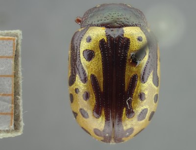 BE-RBINS-ENT Calligrapha_268 Calligrapha notatipennis Dorsal.jpg BE-RBINS-ENT Calligrapha_268 Calligrapha notatipennis Dorsal.jpg