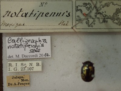 BE-RBINS-ENT Calligrapha_268 Calligrapha notatipennis Label.jpg