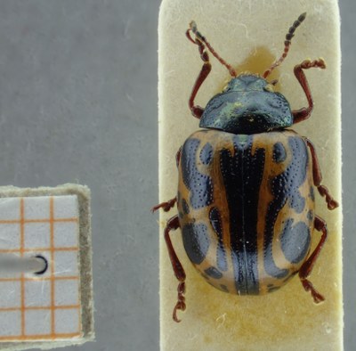 BE-RBINS-ENT Calligrapha_088 Calligrapha fulvipes Dorsal.jpg BE-RBINS-ENT Calligrapha_088 Calligrapha fulvipes Dorsal.jpg