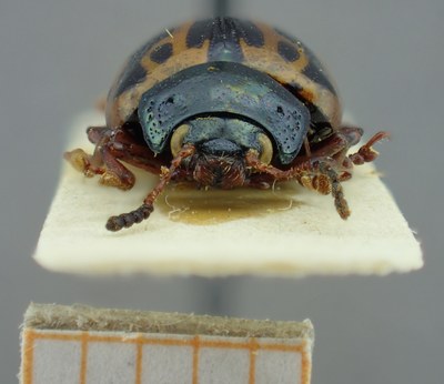 BE-RBINS-ENT Calligrapha_088 Calligrapha fulvipes Frontal.jpg BE-RBINS-ENT Calligrapha_088 Calligrapha fulvipes Frontal.jpg