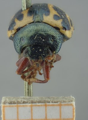 BE-RBINS-ENT Calligrapha_200 Calligrapha nupta Frontal.jpg BE-RBINS-ENT Calligrapha_200 Calligrapha nupta Frontal.jpg