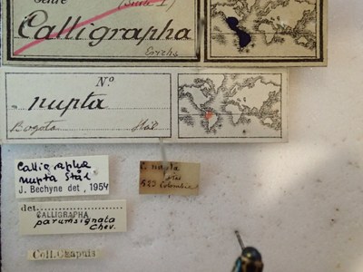 BE-RBINS-ENT Calligrapha_200 Calligrapha nupta Label.jpg BE-RBINS-ENT Calligrapha_200 Calligrapha nupta Label.jpg