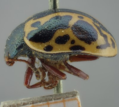 BE-RBINS-ENT Calligrapha_200 Calligrapha nupta Lateral.jpg BE-RBINS-ENT Calligrapha_200 Calligrapha nupta Lateral.jpg