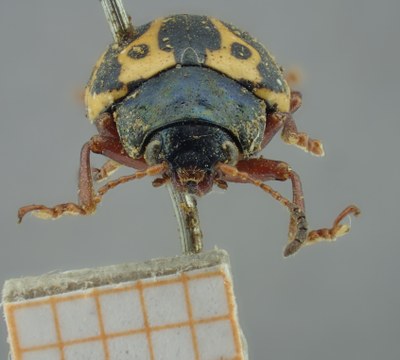 BE-RBINS-ENT Calligrapha_201 Calligrapha nupta Frontal.jpg BE-RBINS-ENT Calligrapha_201 Calligrapha nupta Frontal.jpg
