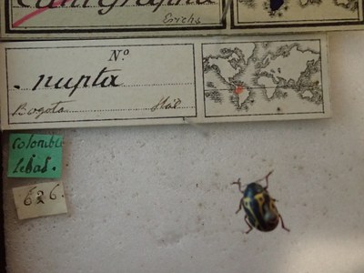BE-RBINS-ENT Calligrapha_201 Calligrapha nupta Label.jpg BE-RBINS-ENT Calligrapha_201 Calligrapha nupta Label.jpg