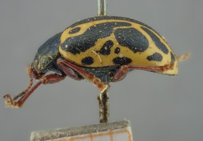 BE-RBINS-ENT Calligrapha_201 Calligrapha nupta Lateral.jpg BE-RBINS-ENT Calligrapha_201 Calligrapha nupta Lateral.jpg