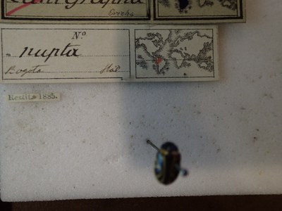 BE-RBINS-ENT Calligrapha_202 Calligrapha nupta Label.jpg BE-RBINS-ENT Calligrapha_202 Calligrapha nupta Label.jpg