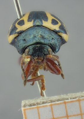 BE-RBINS-ENT Calligrapha_203 Calligrapha nupta Frontal.jpg BE-RBINS-ENT Calligrapha_203 Calligrapha nupta Frontal.jpg