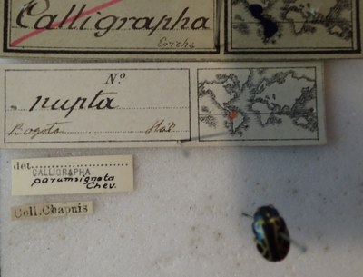 BE-RBINS-ENT Calligrapha_203 Calligrapha nupta Label.jpg BE-RBINS-ENT Calligrapha_203 Calligrapha nupta Label.jpg
