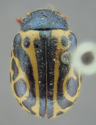 BE-RBINS-ENT Calligrapha_204 Calligrapha nupta Dorsal.jpg BE-RBINS-ENT Calligrapha_204 Calligrapha nupta Dorsal.jpg