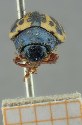 BE-RBINS-ENT Calligrapha_204 Calligrapha nupta Frontal.jpg BE-RBINS-ENT Calligrapha_204 Calligrapha nupta Frontal.jpg