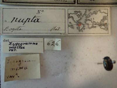 BE-RBINS-ENT Calligrapha_204 Calligrapha nupta Label.jpg BE-RBINS-ENT Calligrapha_204 Calligrapha nupta Label.jpg