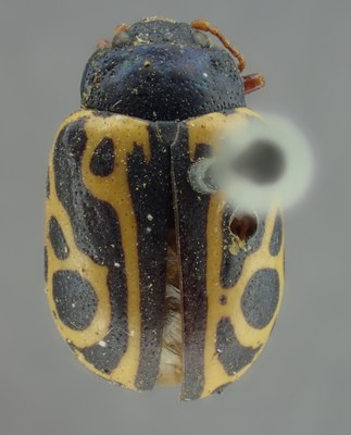 BE-RBINS-ENT Calligrapha_205 Calligrapha nupta Dorsal.jpg BE-RBINS-ENT Calligrapha_205 Calligrapha nupta Dorsal.jpg
