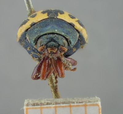 BE-RBINS-ENT Calligrapha_206 Calligrapha nupta Frontal.jpg BE-RBINS-ENT Calligrapha_206 Calligrapha nupta Frontal.jpg