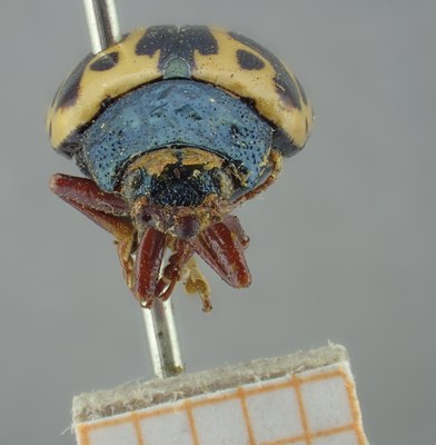 BE-RBINS-ENT Calligrapha_207 Calligrapha nupta Frontal.jpg BE-RBINS-ENT Calligrapha_207 Calligrapha nupta Frontal.jpg