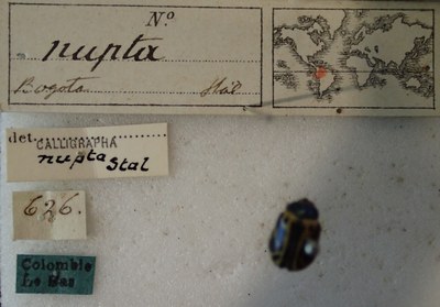 BE-RBINS-ENT Calligrapha_207 Calligrapha nupta Label.jpg BE-RBINS-ENT Calligrapha_207 Calligrapha nupta Label.jpg