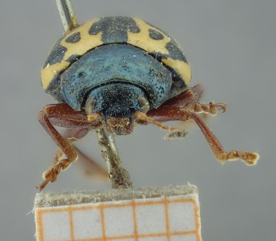 BE-RBINS-ENT Calligrapha_208 Calligrapha nupta Frontal.jpg BE-RBINS-ENT Calligrapha_208 Calligrapha nupta Frontal.jpg