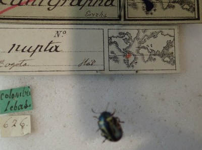 BE-RBINS-ENT Calligrapha_208 Calligrapha nupta Label.jpg BE-RBINS-ENT Calligrapha_208 Calligrapha nupta Label.jpg