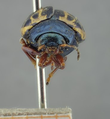 BE-RBINS-ENT Calligrapha_210 Calligrapha nupta Frontal.jpg BE-RBINS-ENT Calligrapha_210 Calligrapha nupta Frontal.jpg