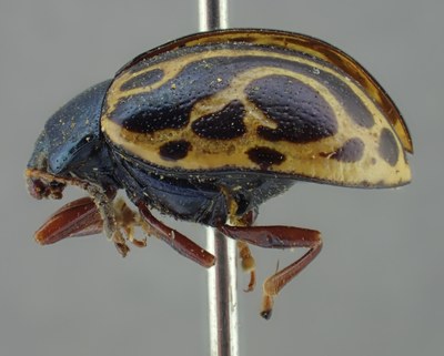 BE-RBINS-ENT Calligrapha_210 Calligrapha nupta Lateral.jpg BE-RBINS-ENT Calligrapha_210 Calligrapha nupta Lateral.jpg