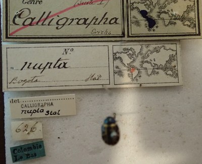 BE-RBINS-ENT Calligrapha_211 Calligrapha nupta Label.jpg BE-RBINS-ENT Calligrapha_211 Calligrapha nupta Label.jpg
