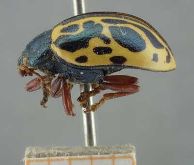 BE-RBINS-ENT Calligrapha_211 Calligrapha nupta Lateral.jpg BE-RBINS-ENT Calligrapha_211 Calligrapha nupta Lateral.jpg