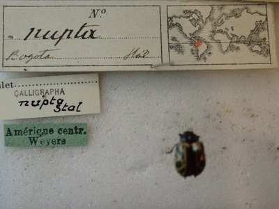 BE-RBINS-ENT Calligrapha_237 Calligrapha nupta Label.jpg BE-RBINS-ENT Calligrapha_237 Calligrapha nupta Label.jpg