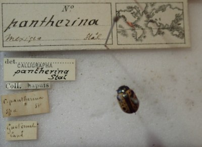 BE-RBINS-ENT Calligrapha_270 Calligrapha pantherina Label.jpg