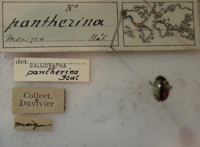 BE-RBINS-ENT Calligrapha_277 Calligrapha pantherina Label.jpg