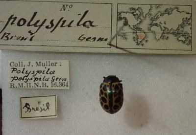 BE-RBINS-ENT Calligrapha_281 Calligrapha pantherina Label.jpg