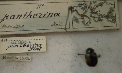 BE-RBINS-ENT Calligrapha_284 Calligrapha pantherina Label.jpg