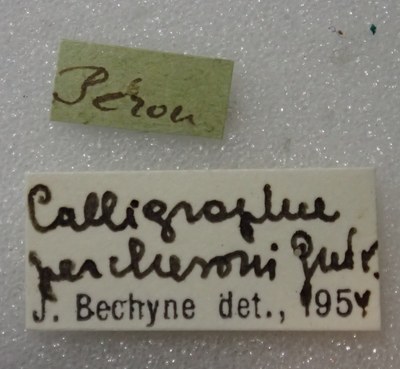 BE-RBINS-ENT Calligrapha_302 Calligrapha percheroni Label.jpg